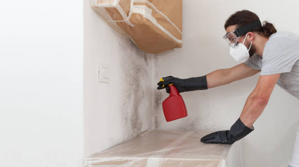 Professional Mold Cleanup technician working in Wellington, TX