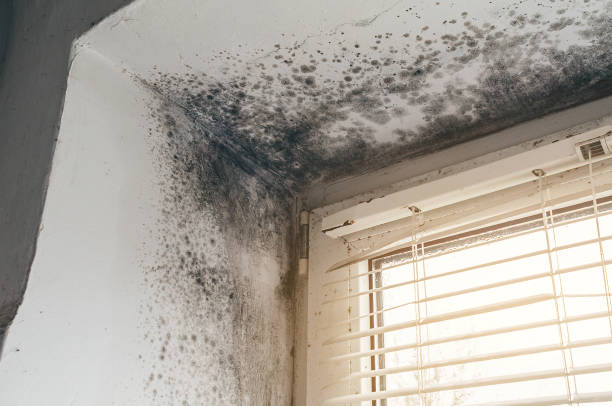 Affordable Mold Cleanup solutions in Wellington, TX